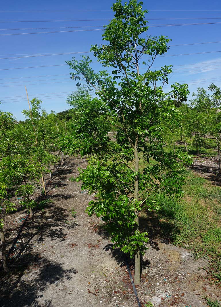 Mahogany – Parkland Falls Nursery