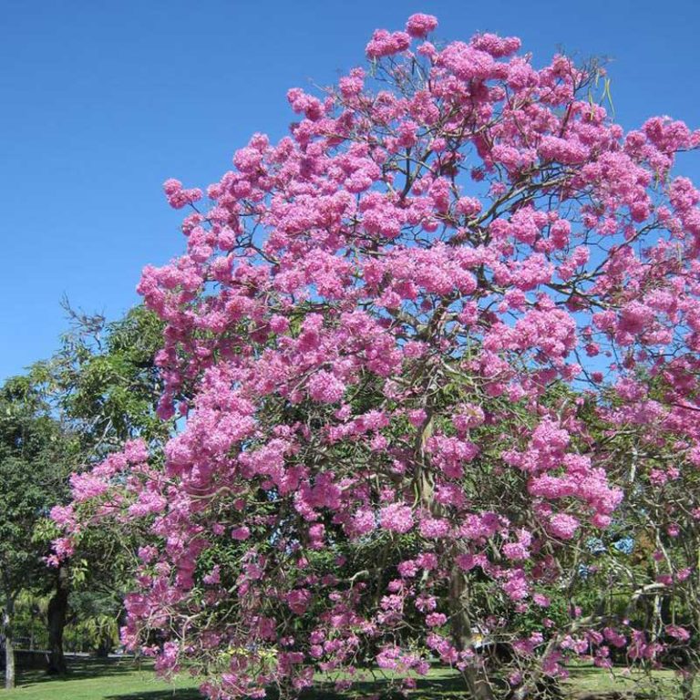 Queen Crepe Myrtle – Parkland Falls Nursery