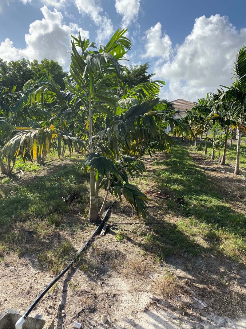 Royal Palm – Parkland Falls Nursery