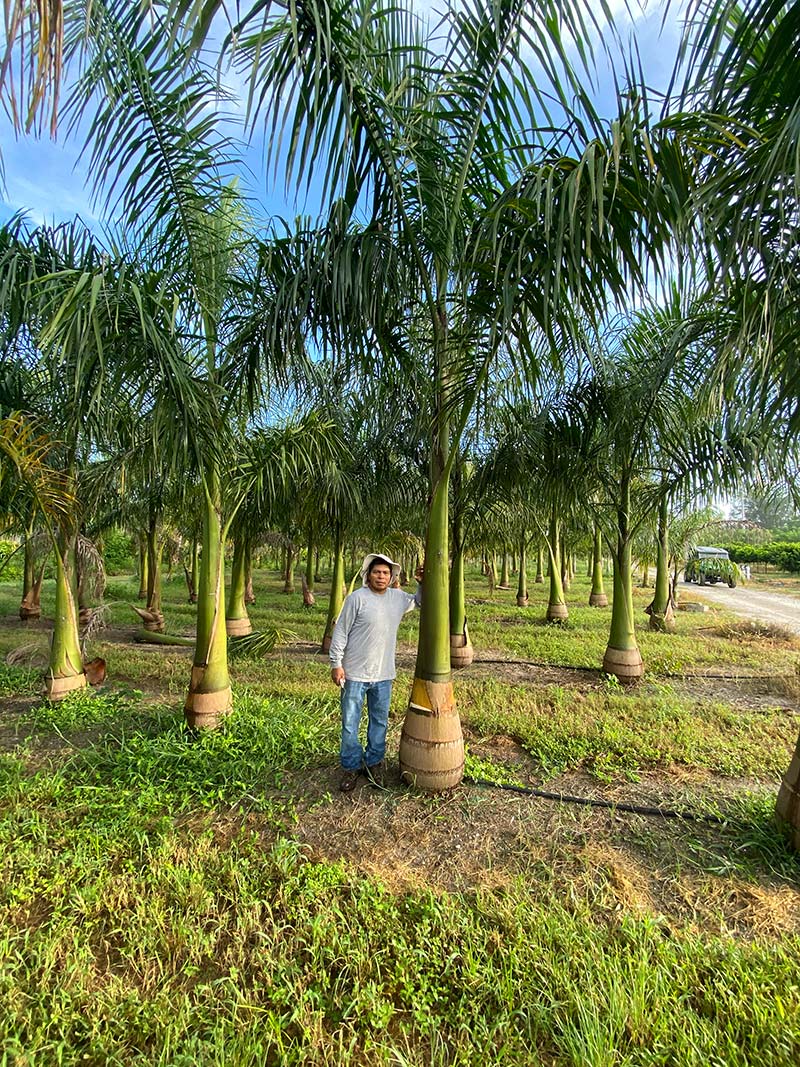 royal-palm-parkland-falls-nursery