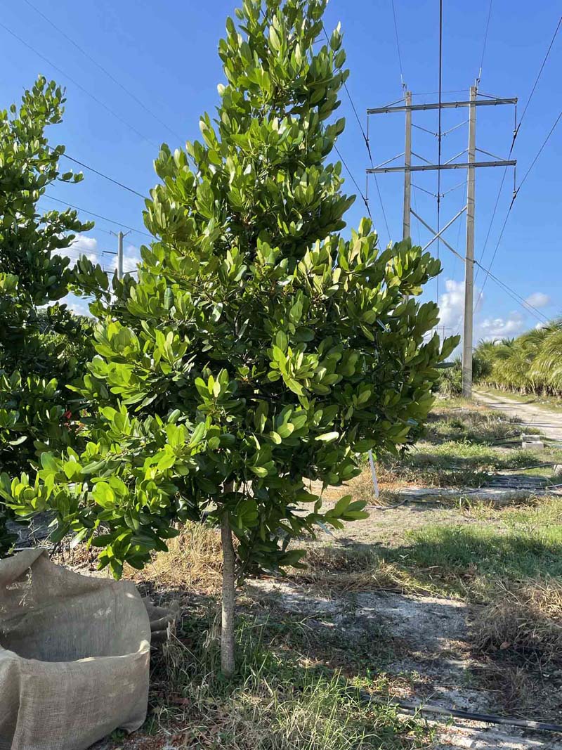 Royal Palm – Parkland Falls Nursery