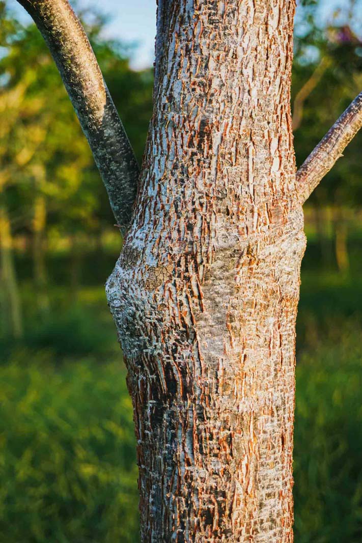 gumbo-limbo, copperwood, chaca, turpentine tree (Bursera simaruba