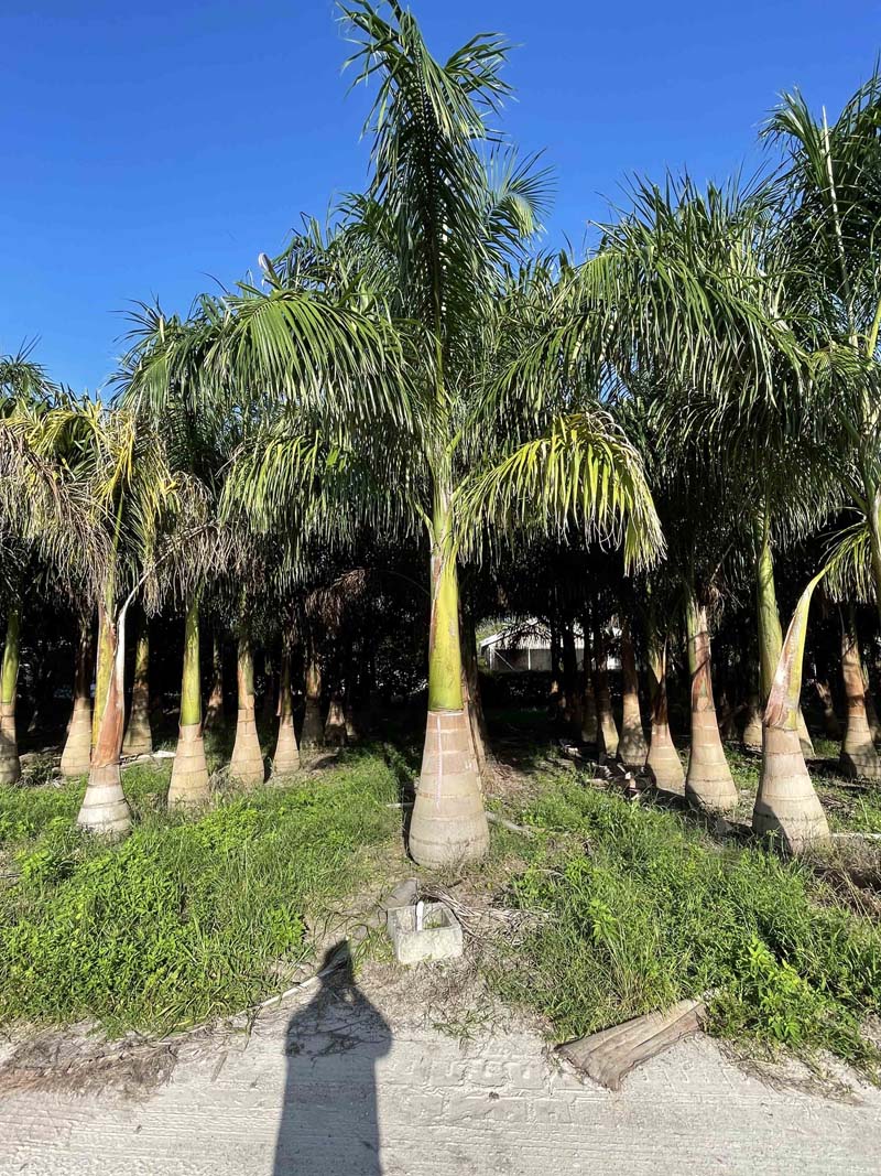 Tropical Palms: Royal Palm - Box